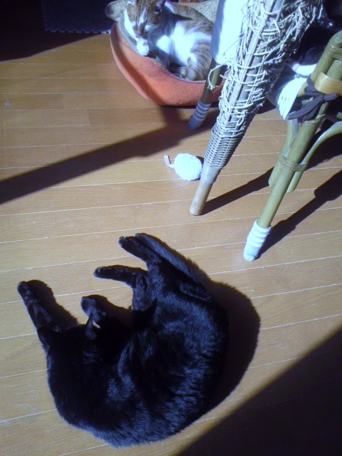 黒猫のひなたぼっこ