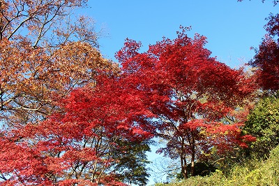 2013-11-23 織姫山の紅葉とネコ 007