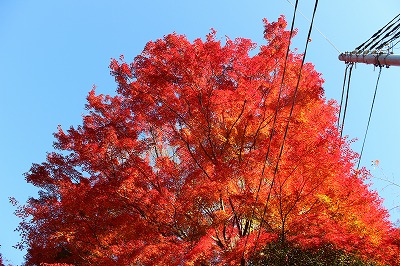 2013-11-23 織姫山の紅葉とネコ 006