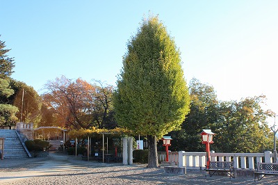 2013-11-23 織姫山の紅葉とネコ 018