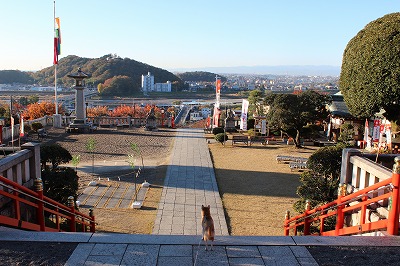 2013-11-23 織姫山の紅葉とネコ 017