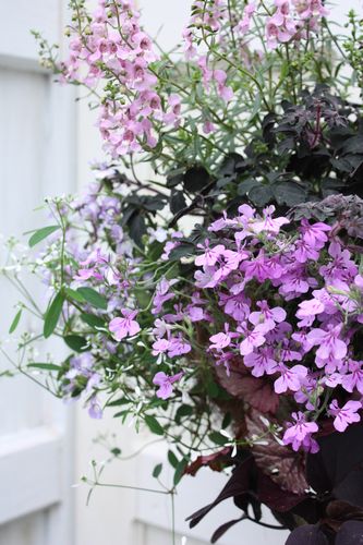 T’s Garden Healing Flowers‐ロベリア・チャームのハンギング