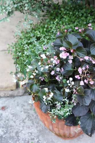 T’s Garden Healing Flowers‐ベコニア・ダブレットの寄せ植え