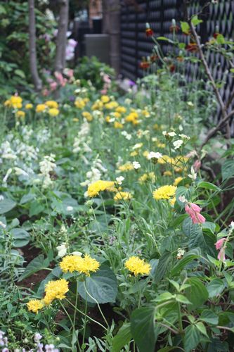 T’s Garden Healing Flowers‐黄色系の夏花壇